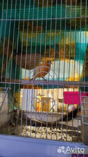 Кенара и канарейки