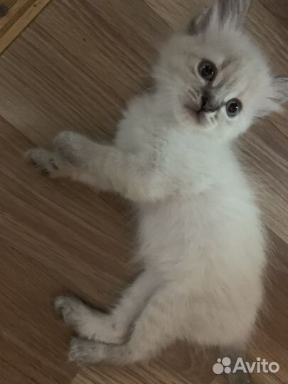 Отдам котят в хорошие руки