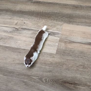 Ласка домашняя