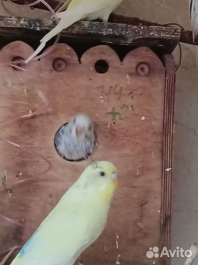Попугаи и амадины