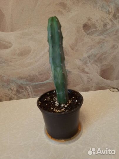 Миртиллокактус геометрический
