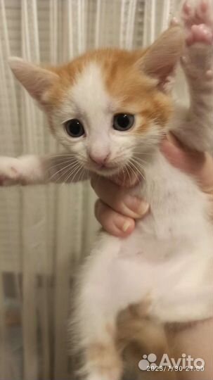 Кошки в добрые руки