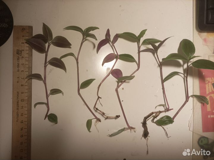 Традесканция