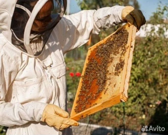 Пчелопакеты Карника