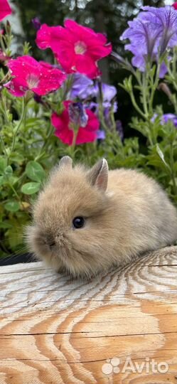 Самые породистые карликовые декоративные кролики