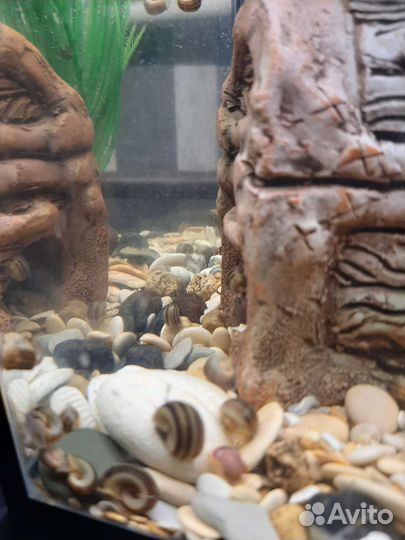 Улитки аквариумные