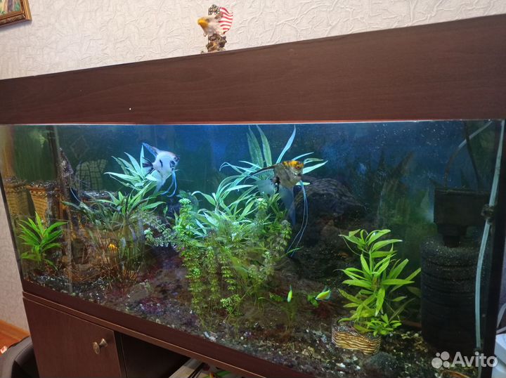 Аквариум