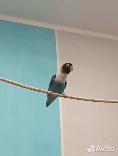 Масковые неразлучники