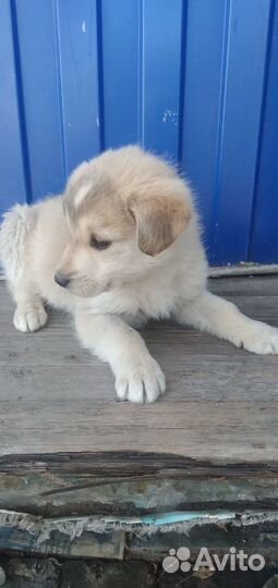 Собака в добрые руки щенок