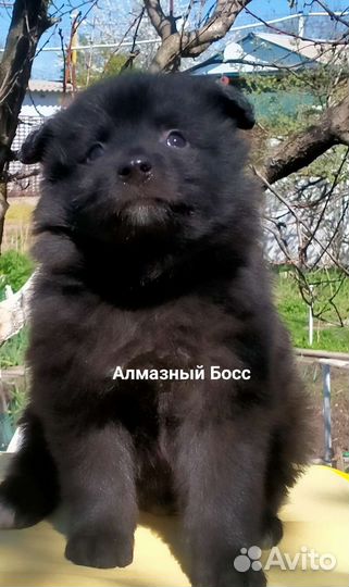 Щенки большого немецкого шпица. Документы РКФ