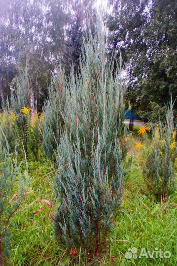 Можжевельник скальный Блю Эрроу