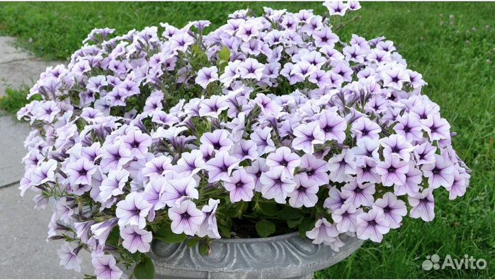 Петуния тайдалы