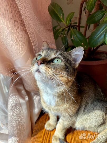 Британская молодая кошечка в добрые руки