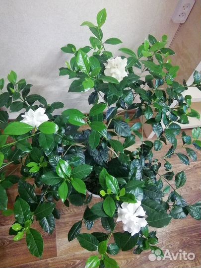 Гардения жасминовидная комнатная