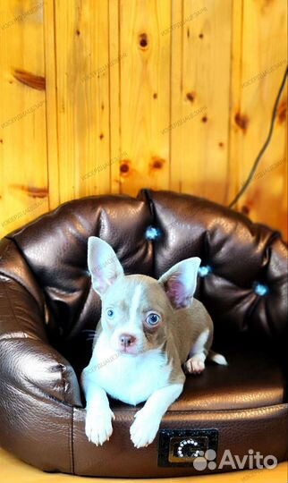 Лиловый мальчик чихуахуа