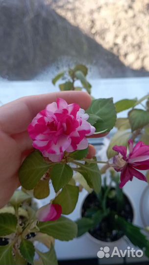 Бальзамин ванька мокрый