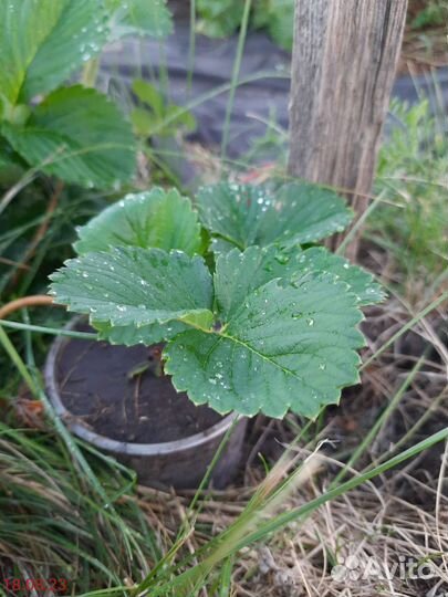 Рассада клубники Фестивальная