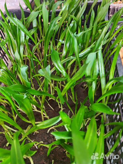 Черемша саженцы