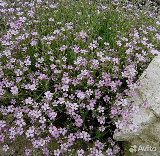 Гипсофила камнампула и др. многолетники
