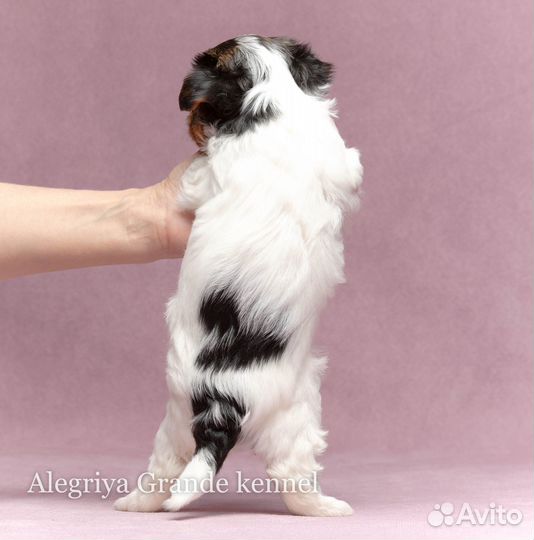 Две роскошные стандартные девочки бивера