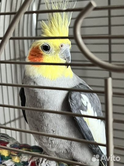 Попугай корелла мальчик (забронирован)