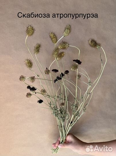 Просо Пшеница Сетария Сорго Ячмень сухоцвет