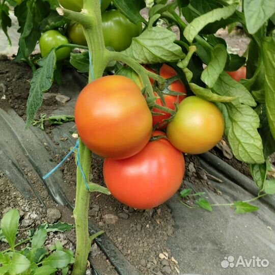 Помидоры домашние