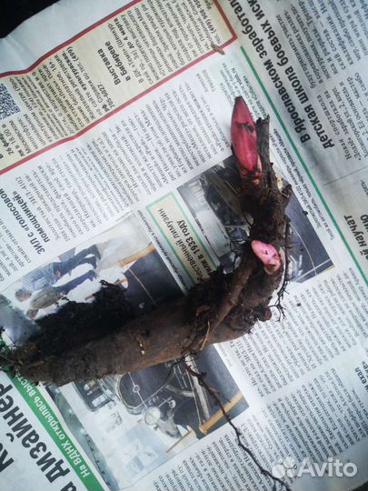 Пион бартзелла