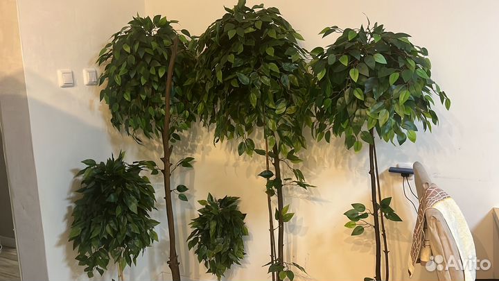 Фикус. Искусственный фикус