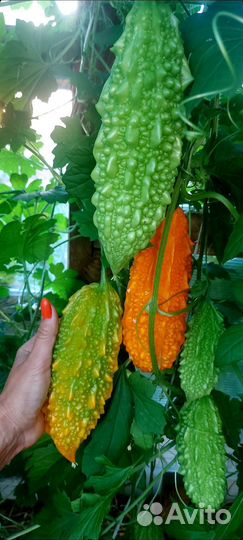 Мамордика рассада