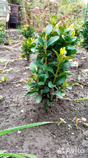 Самшит, буксус