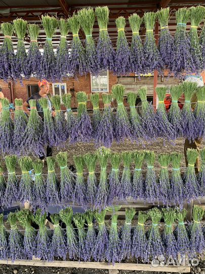 Букет лаванды