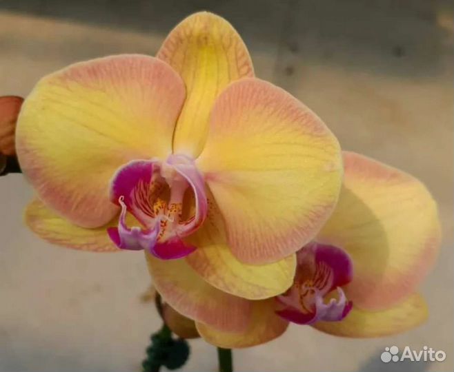 Орхидея фаленопсис Янтарная Принцесса