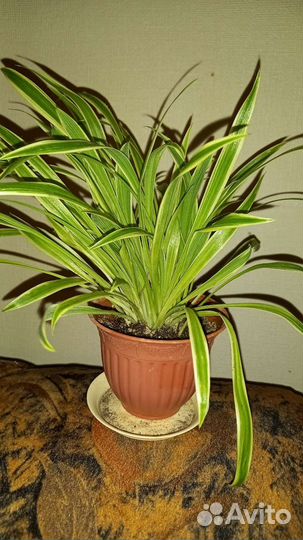 Хойя, хлорофитум, дримиопсис