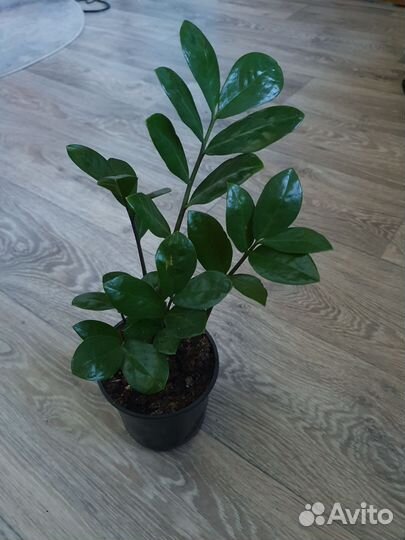 Замиокулькас