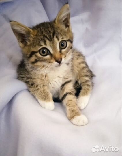 Котенок девочка