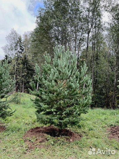 Сосна 6.54 М