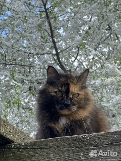 Выгул собак