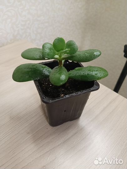 Комнатные растения цветы