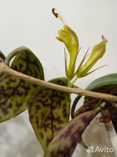 Эсхинантус Мраморный