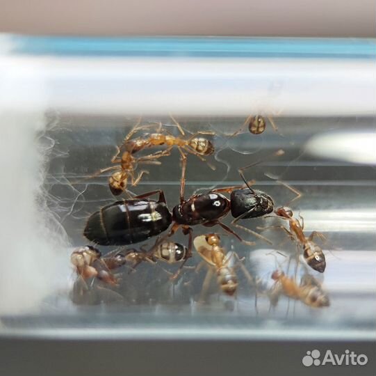 Муравьи для фермы (всё в наличии)