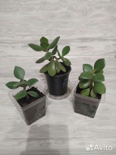 Цветы комнатные