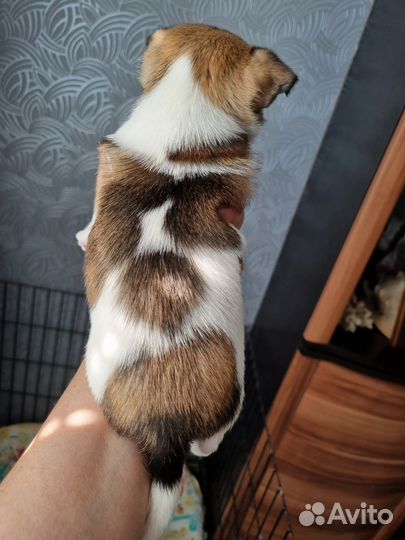 Чихуахуа девочка красотка