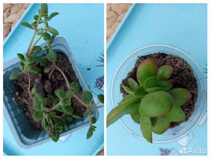 Суккуленты, 2 часть