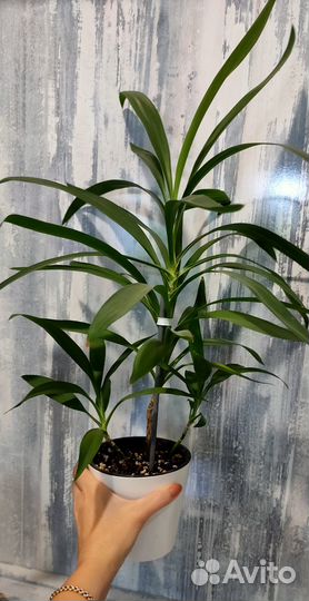 Бегония, Калатея, Давалия, Кордилина, Хатиора