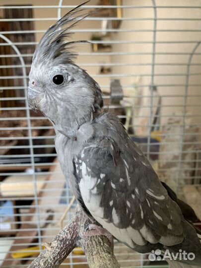 Корелла безщекая