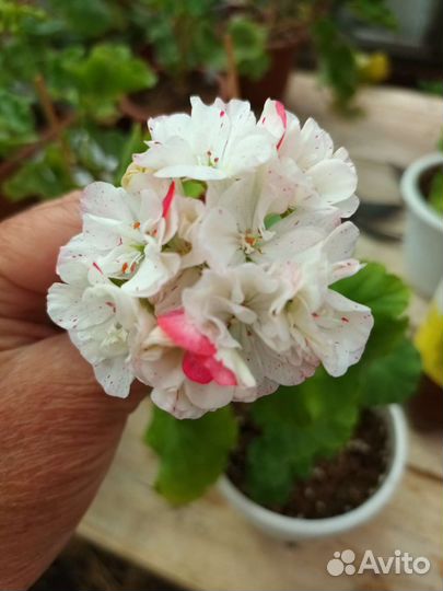 Пеларгония герань сортовая