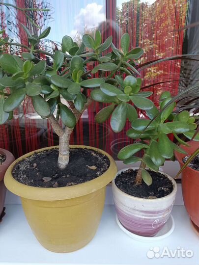 Цветы домашние