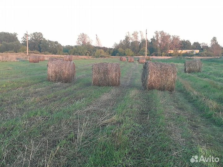 Продам сено костер в рулонах, тюках