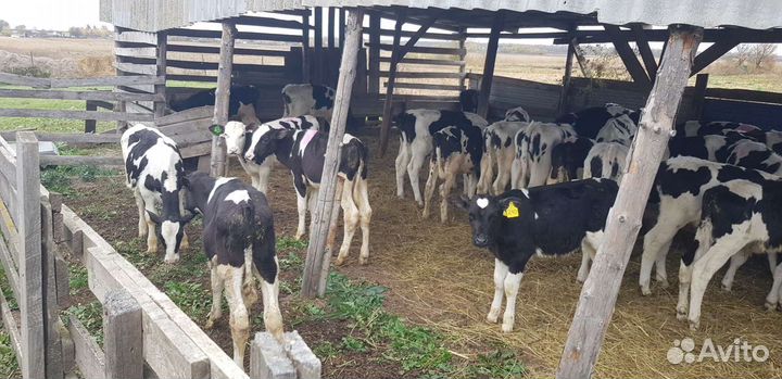 Телята - Бычки